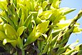Puya chilensis Zapallar 06