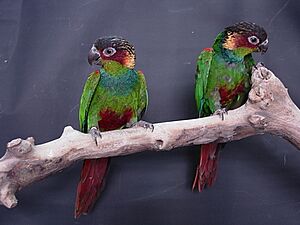 Pyrrhura cruentata -two perching-8a.jpg