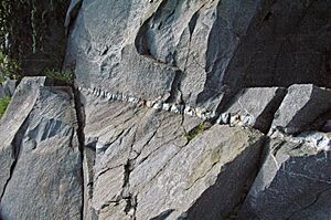 Quartz vein in sandstone (Thunderhead Sandstone, Neoproterozoic; Clingmans Dome, Great Smoky Mountains, North Carolina, USA) 2 (36619574200)