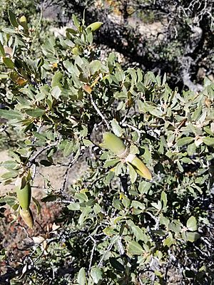 Quercus cornelius-mulleri acorns.