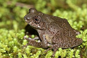 Raorchestes signatus Davidraju IMG 4213.jpg
