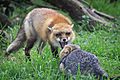 Red Fox vs Grey Fox - San Joaquin National Wildlife Refuge