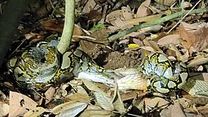 Reticulated Python imported from iNaturalist photo 329649049 on 3 December 2024