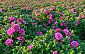 Rose fields Vampula 1