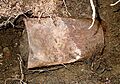 Saddle Ridge Hoard can