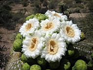 Saguaroflowers