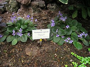 Saintpaulia rupicola - Berlin Botanical Garden - IMG 8705
