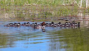 Sask duck