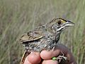 Seaside Sparrow Banding Research (2), NPSPhoto (9250338006)
