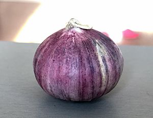 Shallot onion Allium cepa.jpg