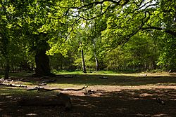 Sherwood Forest, May, 2017-5.jpg