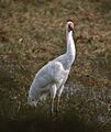Siberian Crane (Grus leucogeranus) (20773994312)