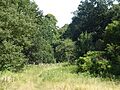 Smockmill Common 6