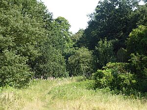 Smockmill Common 6