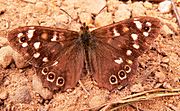 Speckled Wood 1