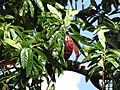 Starr-110330-3910-Elaeocarpus angustifolius-leaves-Garden of Eden Keanae-Maui (24450250834)