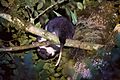 Stein's Cuscus imported from iNaturalist photo 13554259 on 1 January 2023