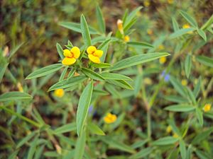 Stylosanthes fruticosa Facts for Kids