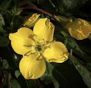 Suncup Primrose, camissonia ovata (27543590598)