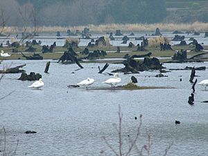 Swans on the Gearagh - geograph.org.uk - 1243384