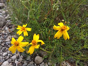 Tagetes linifolia.jpg