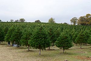Tree-farm