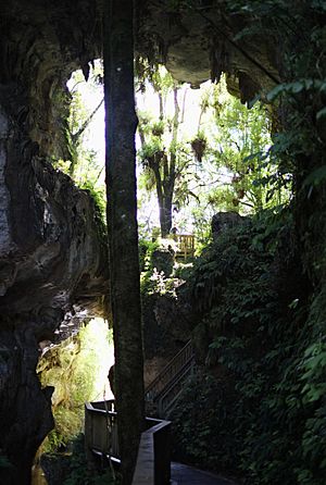 Two rock arches at Mangapohue Natural Bridge