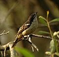 Varied Triller female Inskip