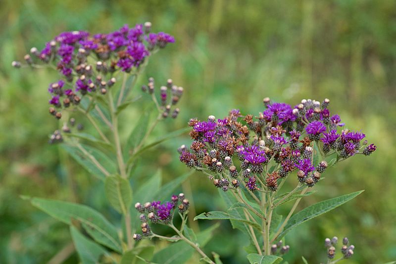Vernonia baldwinii 2