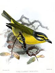 VireolaniusLeucotisKeulemans