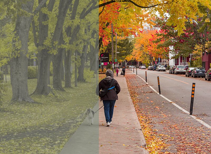 Vision comparison with dogs