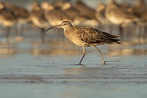 Whimbrel - Lee Point Reserve.jpg