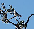 White-tailed Kite (Elanus leucurus) at Arastradero Preserve 2011-08-21