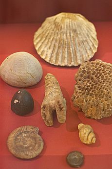 William Smiths fossils