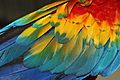 Wing of Scarlet Macaw