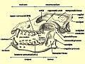Wolf cranium labelled