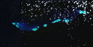 Wreck reefs