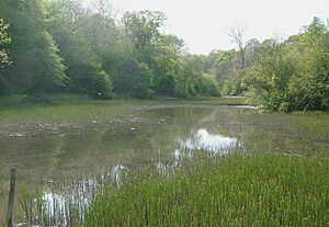 Wychwood Forest (marshy waters) - geograph.org.uk - 1440042