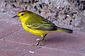 Yellow Warbler (Dendroica petechia) -Santa Cruz -Puerto Ayorto c