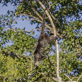 Yucatán black howler (Alouatta pigra) Peten