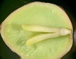 Ginkgo embryo and gametophyte