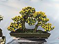 Nagoya Castle Chrysanthemum Competition 2017 11