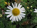 Chrysanthemum japonense var ashizuriense1