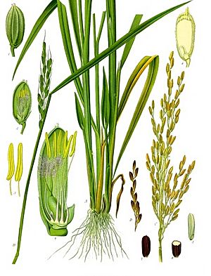 Oryza sativa - Köhler–s Medizinal-Pflanzen-232.jpg