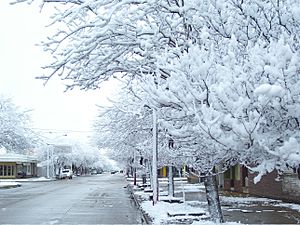 Nieve LaCarlota