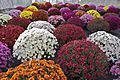 Chrysanthemum × morifolium Dompierre 1