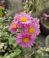 Chrysanthemum 01