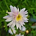 Chrysanthemum Plant (1) 06