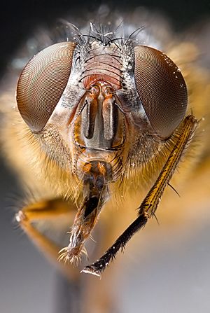 Calliphora sp Portrait.jpg