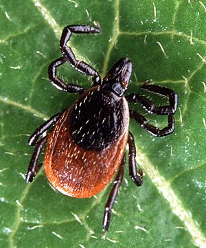 Adult deer tick(cropped)